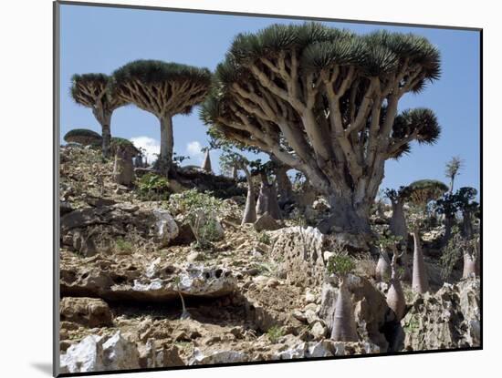 Endemic Dragon's Blood Trees Grow Among Socotran Desert Roses in the Homhil Mountains-Nigel Pavitt-Mounted Photographic Print