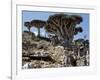 Endemic Dragon's Blood Trees Grow Among Socotran Desert Roses in the Homhil Mountains-Nigel Pavitt-Framed Photographic Print