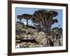 Endemic Dragon's Blood Trees Grow Among Socotran Desert Roses in the Homhil Mountains-Nigel Pavitt-Framed Photographic Print