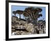 Endemic Dragon's Blood Trees Grow Among Socotran Desert Roses in the Homhil Mountains-Nigel Pavitt-Framed Photographic Print