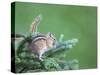 Endemic Olympic Chipmunk Feeds on New Growth of Subalpine Fur Needles-Gary Luhm-Stretched Canvas