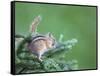 Endemic Olympic Chipmunk Feeds on New Growth of Subalpine Fur Needles-Gary Luhm-Framed Stretched Canvas