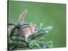 Endemic Olympic Chipmunk Feeds on New Growth of Subalpine Fur Needles-Gary Luhm-Stretched Canvas