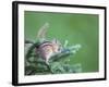 Endemic Olympic Chipmunk Feeds on New Growth of Subalpine Fur Needles-Gary Luhm-Framed Photographic Print