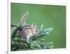 Endemic Olympic Chipmunk Feeds on New Growth of Subalpine Fur Needles-Gary Luhm-Framed Photographic Print