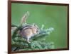 Endemic Olympic Chipmunk Feeds on New Growth of Subalpine Fur Needles-Gary Luhm-Framed Photographic Print