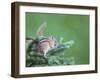 Endemic Olympic Chipmunk Feeds on New Growth of Subalpine Fur Needles-Gary Luhm-Framed Photographic Print