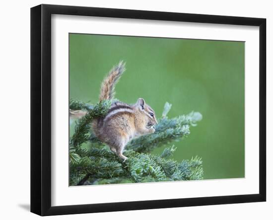 Endemic Olympic Chipmunk Feeds on New Growth of Subalpine Fur Needles-Gary Luhm-Framed Photographic Print