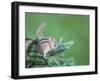 Endemic Olympic Chipmunk Feeds on New Growth of Subalpine Fur Needles-Gary Luhm-Framed Photographic Print