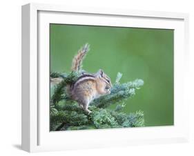 Endemic Olympic Chipmunk Feeds on New Growth of Subalpine Fur Needles-Gary Luhm-Framed Photographic Print