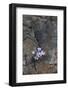 Endemic Rockcress (Arabis Purpurea) Flowers, Paphos Forest, Troodos Mountains, Cyprus, April 2009-Lilja-Framed Photographic Print