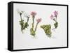 Endemic Species-null-Framed Stretched Canvas