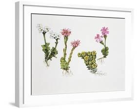 Endemic Species-null-Framed Giclee Print