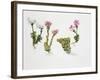 Endemic Species-null-Framed Giclee Print