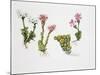 Endemic Species-null-Mounted Giclee Print