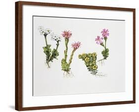 Endemic Species-null-Framed Giclee Print