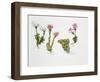 Endemic Species-null-Framed Giclee Print