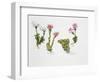 Endemic Species-null-Framed Giclee Print