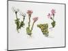 Endemic Species-null-Mounted Giclee Print