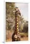 Endemic Thornicroft Giraffe-Michele Westmorland-Framed Premium Photographic Print