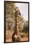 Endemic Thornicroft Giraffe-Michele Westmorland-Framed Premium Photographic Print