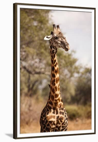 Endemic Thornicroft Giraffe-Michele Westmorland-Framed Premium Photographic Print