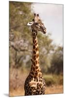 Endemic Thornicroft Giraffe-Michele Westmorland-Mounted Premium Photographic Print