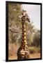 Endemic Thornicroft Giraffe-Michele Westmorland-Framed Premium Photographic Print