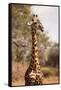 Endemic Thornicroft Giraffe-Michele Westmorland-Framed Stretched Canvas