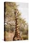 Endemic Thornicroft Giraffe-Michele Westmorland-Stretched Canvas