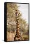 Endemic Thornicroft Giraffe-Michele Westmorland-Framed Stretched Canvas