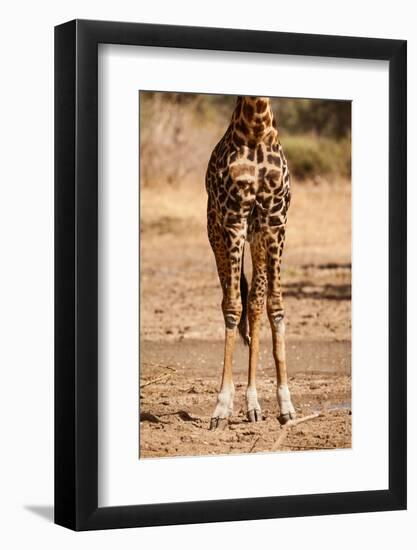 Endemic Thornicroft Giraffe-Michele Westmorland-Framed Photographic Print