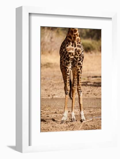 Endemic Thornicroft Giraffe-Michele Westmorland-Framed Photographic Print