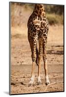 Endemic Thornicroft Giraffe-Michele Westmorland-Mounted Photographic Print