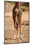 Endemic Thornicroft Giraffe-Michele Westmorland-Mounted Photographic Print