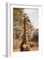 Endemic Thornicroft Giraffe-Michele Westmorland-Framed Photographic Print