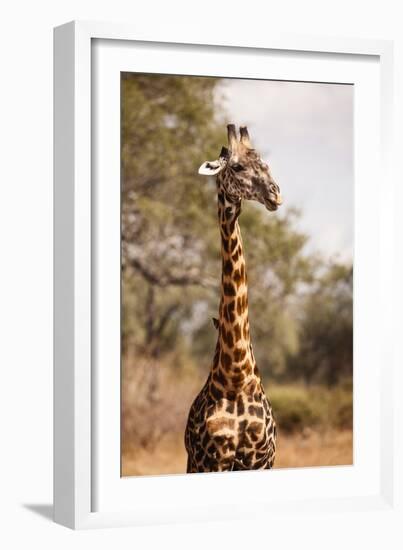 Endemic Thornicroft Giraffe-Michele Westmorland-Framed Photographic Print