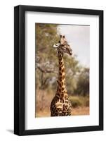 Endemic Thornicroft Giraffe-Michele Westmorland-Framed Photographic Print