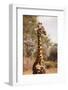 Endemic Thornicroft Giraffe-Michele Westmorland-Framed Photographic Print