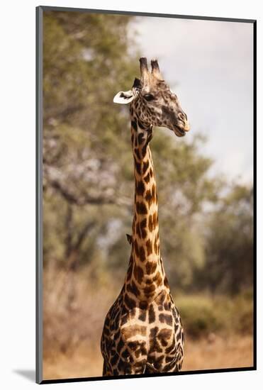 Endemic Thornicroft Giraffe-Michele Westmorland-Mounted Photographic Print