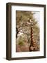 Endemic Thornicroft Giraffe-Michele Westmorland-Framed Photographic Print