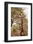 Endemic Thornicroft Giraffe-Michele Westmorland-Framed Photographic Print