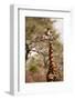 Endemic Thornicroft Giraffe-Michele Westmorland-Framed Photographic Print