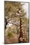 Endemic Thornicroft Giraffe-Michele Westmorland-Mounted Photographic Print