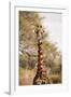 Endemic Thornicroft Giraffe-Michele Westmorland-Framed Photographic Print