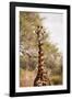 Endemic Thornicroft Giraffe-Michele Westmorland-Framed Photographic Print