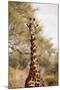 Endemic Thornicroft Giraffe-Michele Westmorland-Mounted Photographic Print