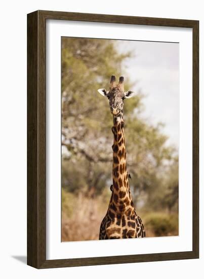 Endemic Thornicroft Giraffe-Michele Westmorland-Framed Photographic Print