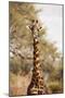 Endemic Thornicroft Giraffe-Michele Westmorland-Mounted Photographic Print