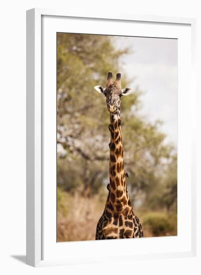 Endemic Thornicroft Giraffe-Michele Westmorland-Framed Photographic Print